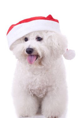 Bichon frise wears santa hat clipart