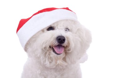 Bichon frise santa şapka giyer