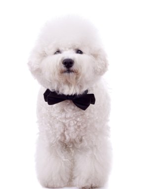 Bichon frise boyun yay ile