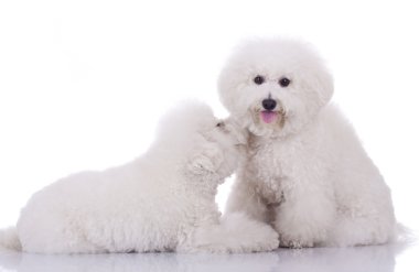 Two happy bichon frise dogs clipart