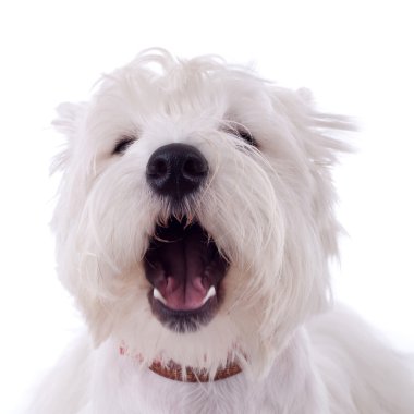 Barking westie clipart