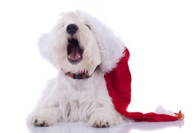 Sleeppy westie wearing santa cap clipart