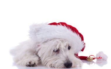 Sleeppy westie wearing santa cap clipart