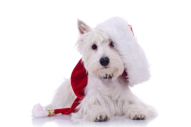 Westie santa