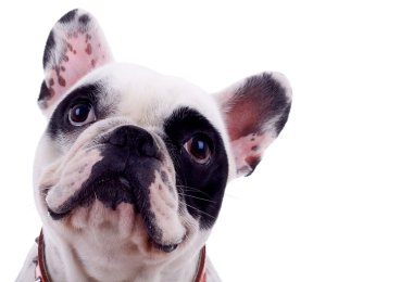 Head of french bulldog clipart