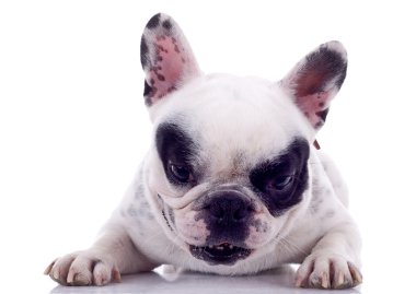 French Bulldog clipart