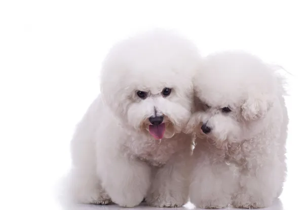 Dois felizes bichon frise cães — Fotografia de Stock