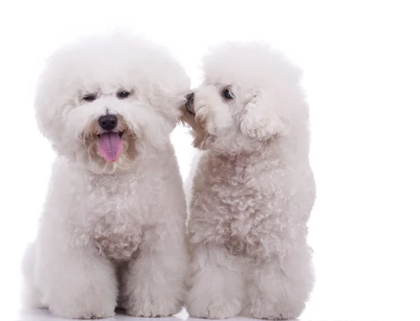 Dois felizes bichon frise cães — Fotografia de Stock