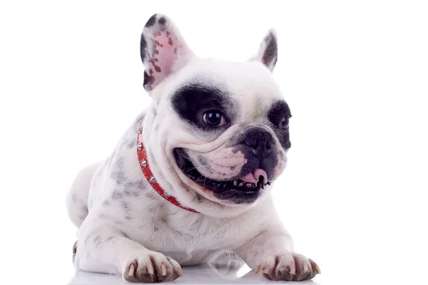 Hechelnde Französische Bulldogge — Stockfoto