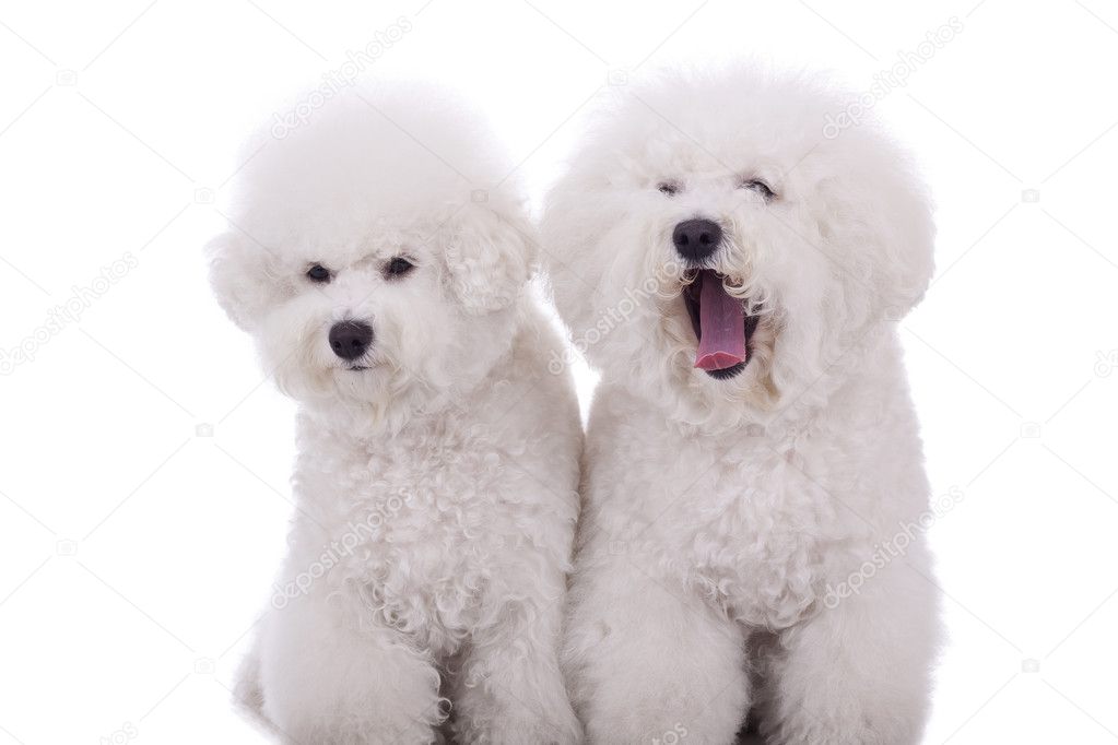 Funny dogs Stock Photo by ©feedough 4302314
