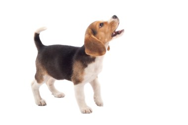 Cute purebred beagle looking at something and barking isolated over white clipart