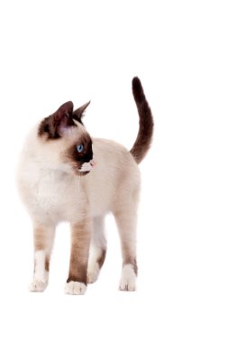 Picture of a cute siamese cat standing on white, looking for something to it's side clipart