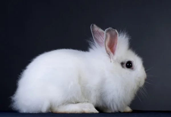 小さい白いウサギはグレーの背景 側面図上に座っています — ストック写真