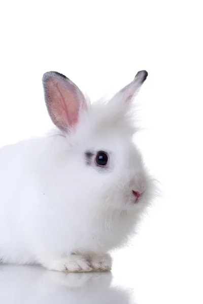 Очень милый маленький белый кролик — стоковое фото