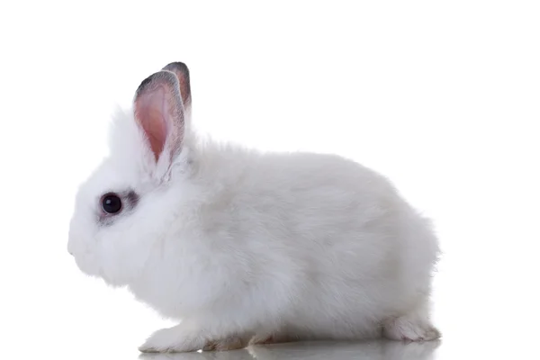 Weißes Niedliches Kaninchen Auf Weißem Hintergrund Seitenansicht — Stockfoto
