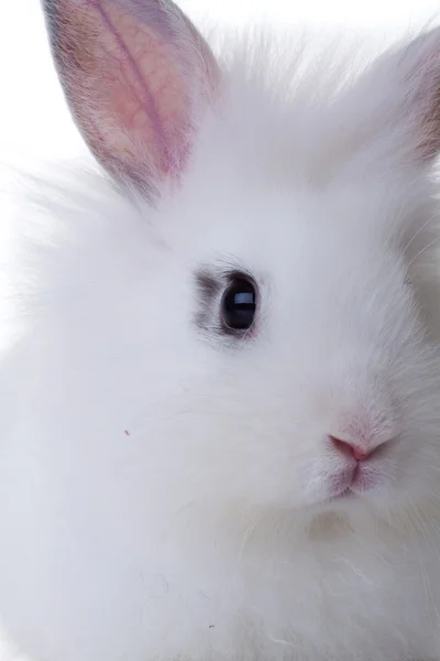 Testa Coniglio Bianco Isolato Sfondo Bianco — Foto Stock