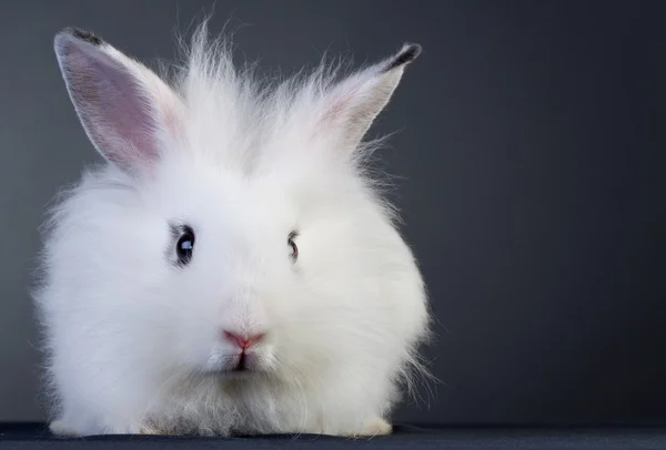 화이트 아기 토끼 — 스톡 사진