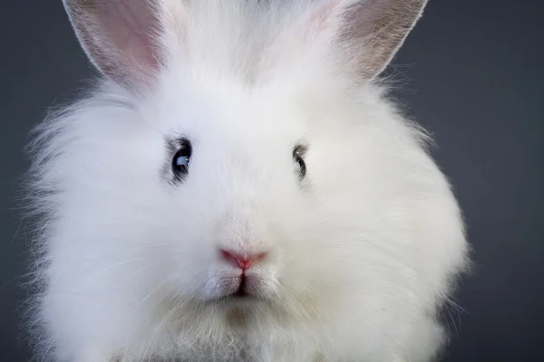 Kanin som sitter på en grå bakgrund — Stockfoto