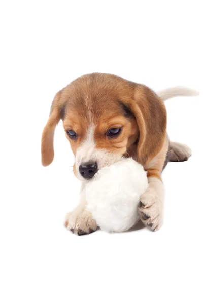 Foto Van Een Kleine Beagle Puppy Kauwen Een Bont Bal — Stockfoto