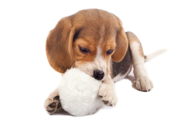 Beagle Welpe kaut an einem Spielzeug — Stockfoto