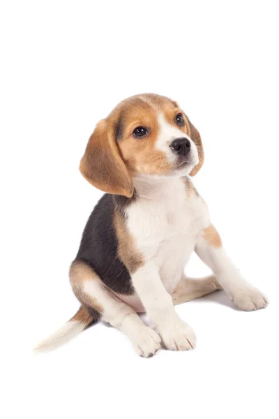 Κουρασμένος Beagle Κουτάβι Είναι Seatinh Λευκό Φόντο — Φωτογραφία Αρχείου