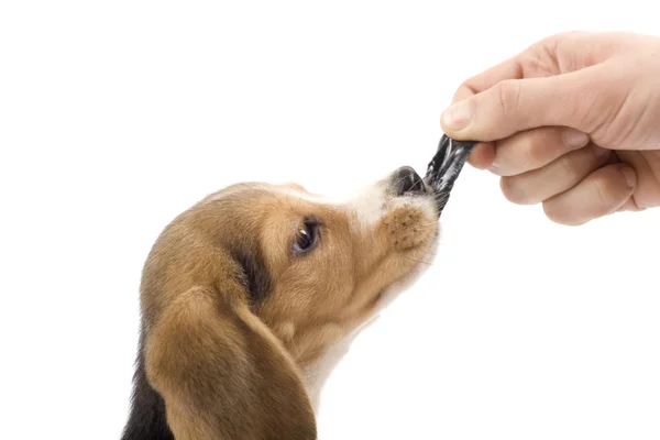 stock image Adorable beagle
