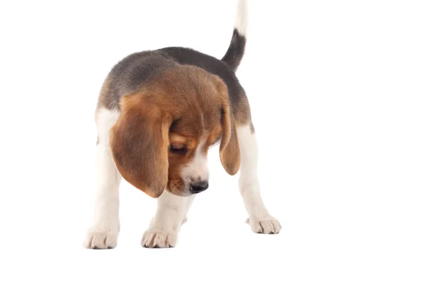 Beagle schaut sich etwas an — Stockfoto