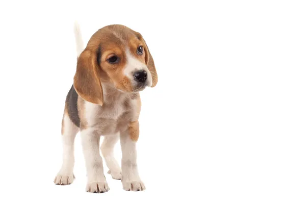 Nahaufnahme Eines Kleinen Beagle Welpen Über Weiß — Stockfoto