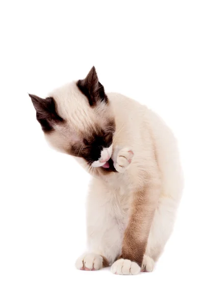Siamese gato limpeza em si — Fotografia de Stock