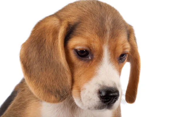 Imagem Close Pequeno Filhote Cachorro Beagle Sobre Branco — Fotografia de Stock