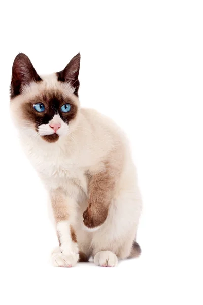 Сіамська кішка ізольовані — стокове фото