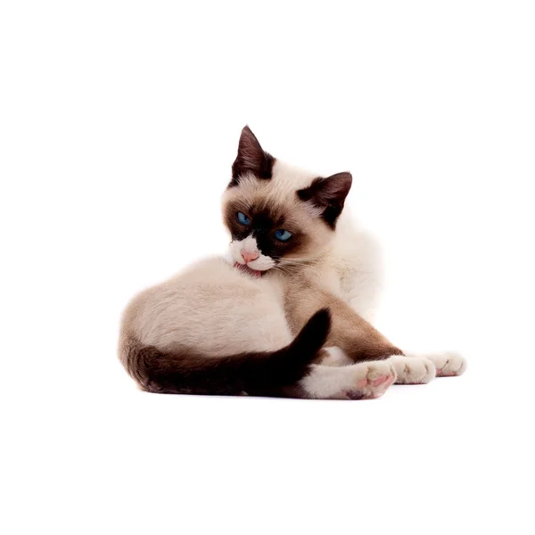 Fotografie Krásná Siamská Kočka Peting Sama Sobě — Stock fotografie