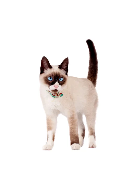 Niedliche siamesische Katze steht auf weiß — Stockfoto