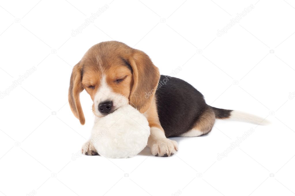 Sleeping small beagle