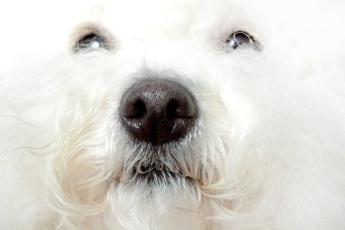 Wet nose of a bichon clipart