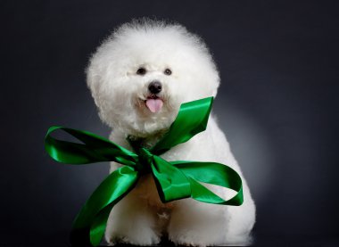 Bichon frise wearing a big green ribbon clipart