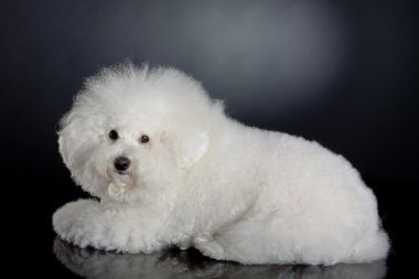 şirin bichon frise