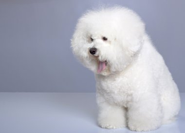 Bichon frise dilini