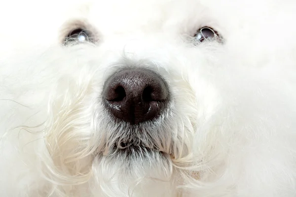 Wet nose of a bichon — Stock Photo, Image