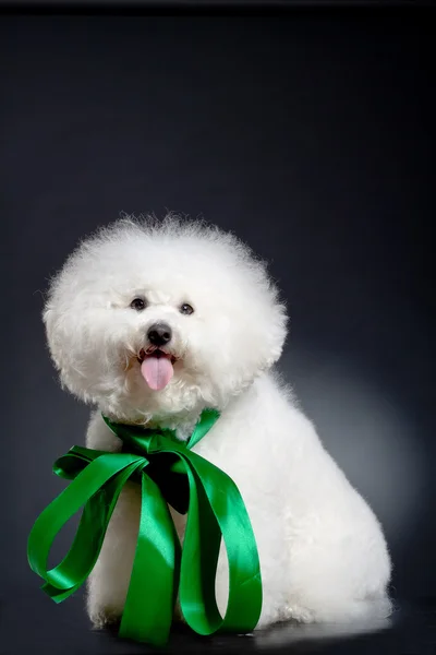 Stock image Picture of a cute bichon frise wearing a big green ribbon and posing for the camera