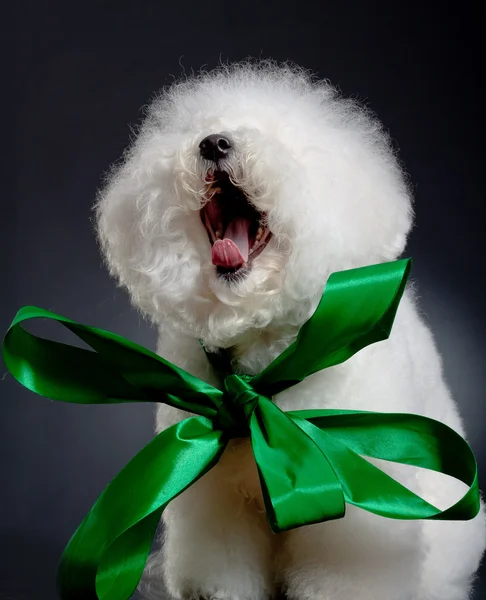 stock image Yawning bichon frise wearing a big green ribbon