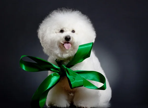 Stock image Bichon frise wearing a big green ribbon