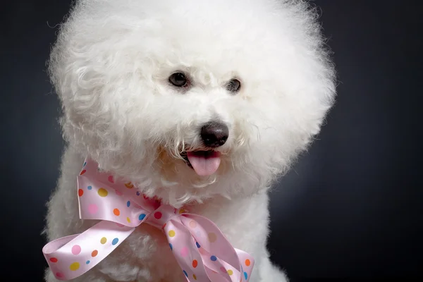 stock image Bichon Frise looks adorable in pink bow tie against black background