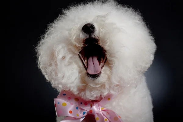 stock image Laughing bichon frise