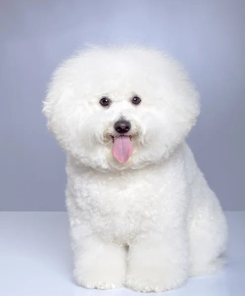Bichon Frise Puppy Gray Background Isolated — Stock Photo, Image
