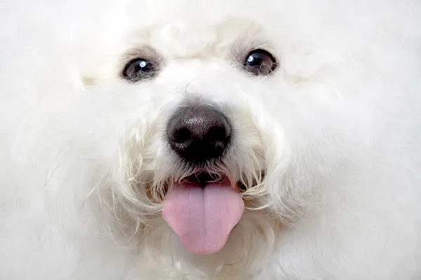 Cute Face Bichon Tongue Exposed Focus Nose — Stock Photo, Image