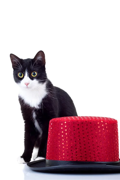 Γάτα Κάθεται Κοντά Τους Ένα Εμφάνιση Κόκκινο Καπέλο Πάνω Από — Φωτογραφία Αρχείου