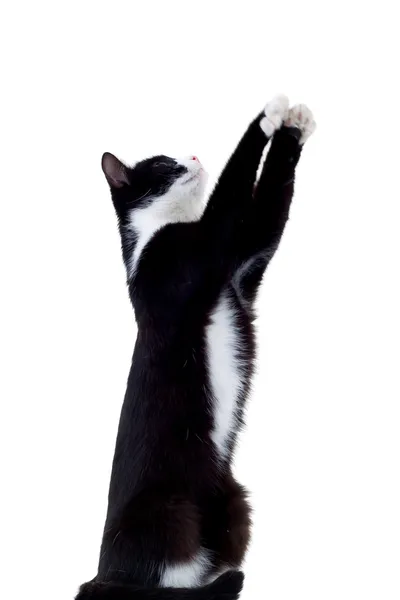 Kedi Oyuncak Çerçeve Dışında Için Uzanarak Stenen Oyuncak Başka Bir — Stok fotoğraf