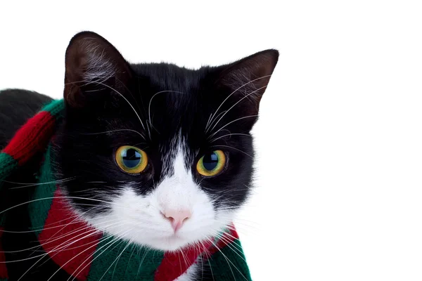 戴着圣诞围巾可爱黑白猫咪 — 图库照片