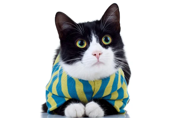 猫穿的衣服 — 图库照片